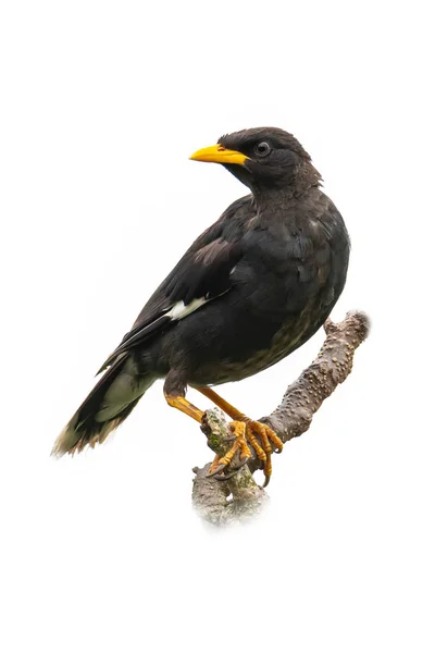 Beyaz havalandırmalı Myna beyaz arka plan üzerinde izole bir mesafe bakarak bir levrek üzerinde tüneme