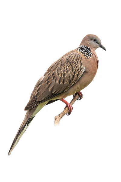 Spatřena holubice sedící na bidýlku izolovaném na bílém pozadí — Stock fotografie