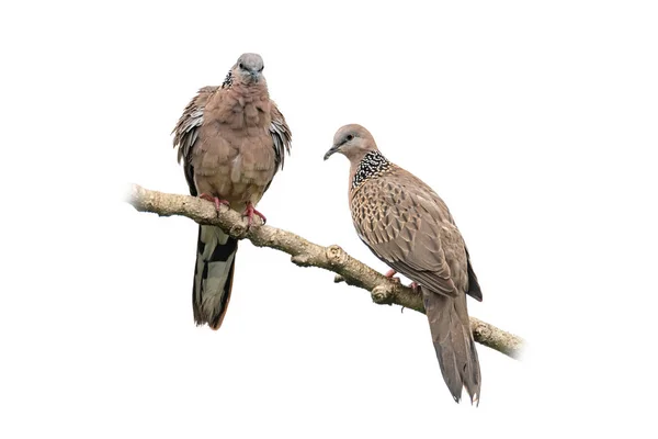 Gefleckte Taube, die auf einem Barsch auf weißem Hintergrund hockt — Stockfoto