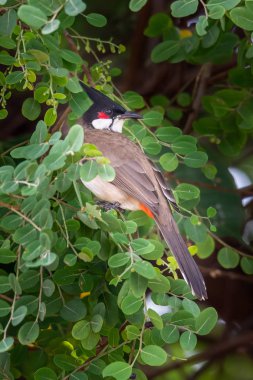 Kırmızı bıyıklı bülbül Phyllanthus reticulatus levrek üzerinde bir mesafe içine bakarak tüneyen