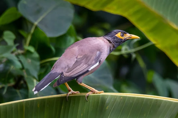 Κοινή myna περτσάρισμα σε φύλλα μπανάνας κοιτάζοντας σε μια απόσταση — Φωτογραφία Αρχείου