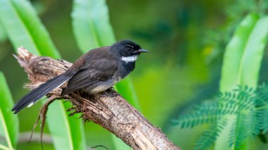 Beyaz boğazlı Fantail bulanıklık yeşil yaprakları arka plan ile levrek tüneme