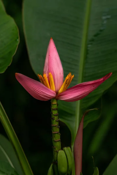 Floraison rose La banane fleurit avec sa feuille en arrière-plan — Photo