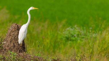 Büyük Egret bir mesafe bakarak çeltik alanında izole