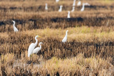 Yanmış çeltik alanında izole edilmiş bir grup Büyük Egrets uzaklara bakıyor.