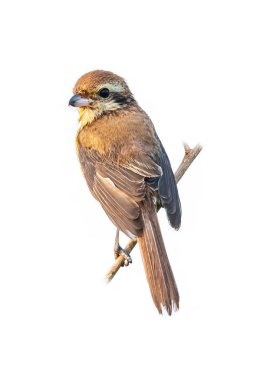Kahverengi Shrike beyaz arka plan üzerinde izole bir mesafe bakarak bir levrek üzerinde tüneme