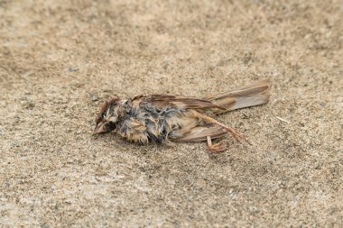 Ölü serçe yerde tek başına yatıyor.