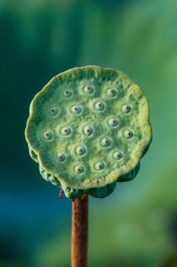 Bulanık yeşil yapraklı kutsal nilüfer tohumu kapsülünün yakın çekimi