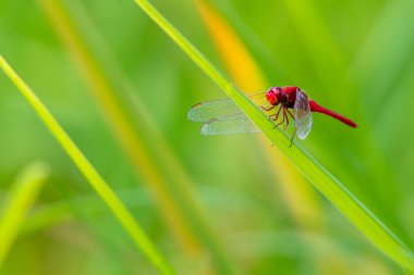 Daha büyük Kırmızı Süzgeç yusufçuk yeşil bulanık arkaplanlı pirinç yaprağına tünemiş