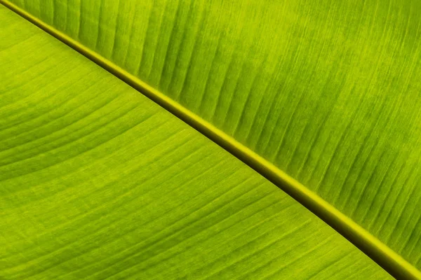 Текстура бананового листа в диагональном направлении для фона — стоковое фото