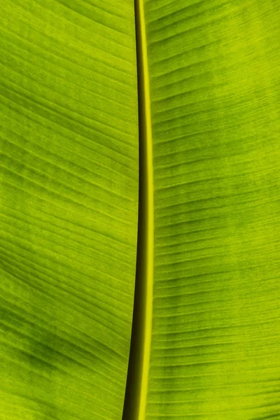 Textura de la hoja de plátano en dirección vertical para el fondo —  Fotos de Stock