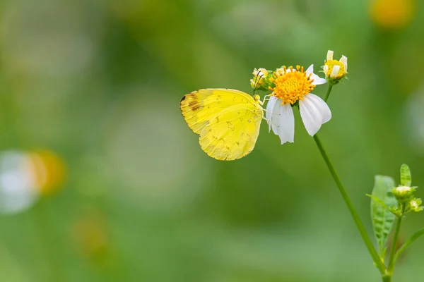 Grama comum Borboleta amarela usando seu probostic para beber néctar de pequena flor de margarida branca — Fotografia de Stock