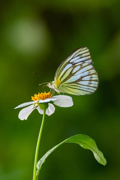 Borboleta comum Gull usando seu probostic para beber néctar de pequena flor de margarida branca — Fotografia de Stock