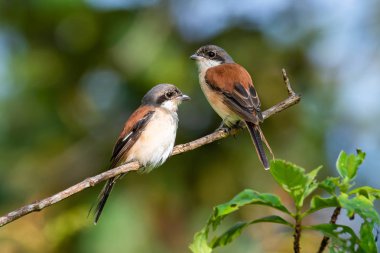 İki Birmanyalı Shrike, sabah güneşiyle birlikte tünemekte.