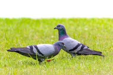Çimlere tüneyen iki Kaya Güvercini beyaz arka planda