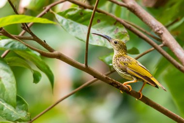 Çizgili Örümcek Avcısı tüneyerek uzaklardan bakıyor.