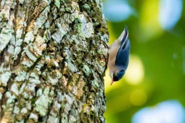 Kadife-Önlü Nuthatch Ağaç kabuğuna tünemiş Uzağa bakıyor