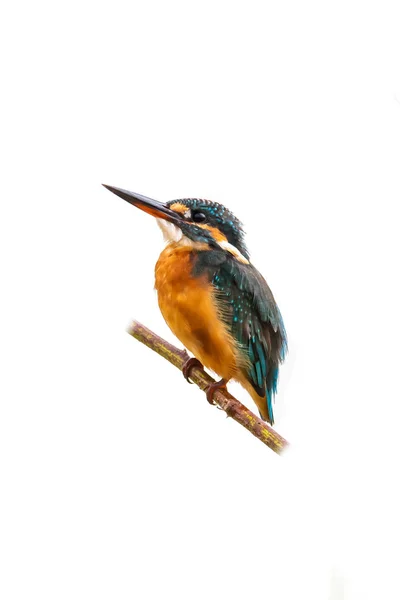 Colorido comum Kingfisher poleiro em um poleiro olhando para a presa isolada no fundo branco — Fotografia de Stock