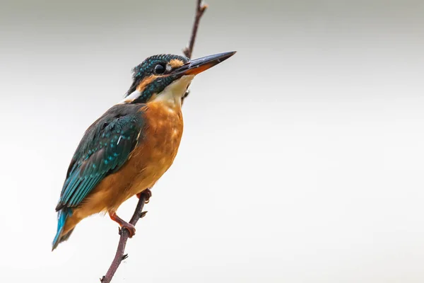 Pescador común colorido encaramado en una percha mirando para la presa — Foto de Stock