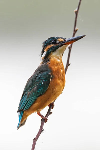 Pescador común colorido encaramado en una percha mirando para la presa — Foto de Stock