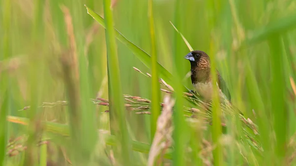 White-rumped Munia perching on rice ear and feeding on its seeds in paddy rice field — Stock Photo, Image
