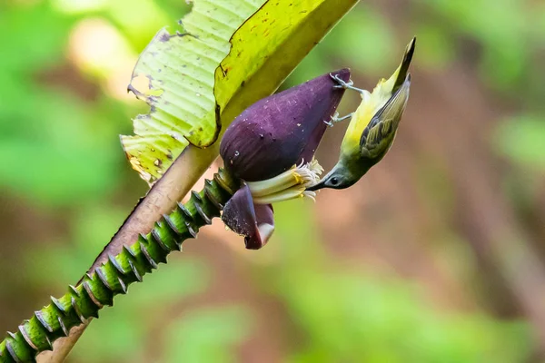 小さなクモハンターは、雄の花の芽につまみながら、バナナの女性の花にくちばしを貫通 — ストック写真