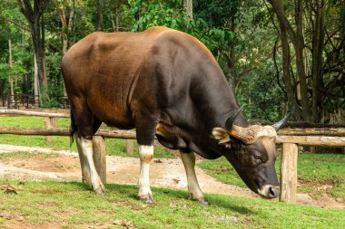 Erkek Javan Banteng (bos javanicus), Tayland 'daki vahşi yaşam barınma merkezindeki nesli tükenmekte olan türlerden biridir.