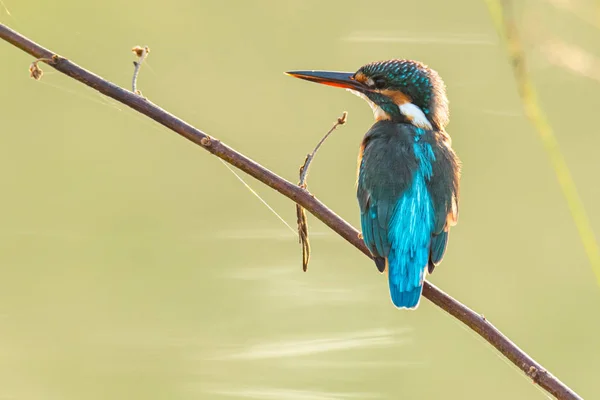 Pescador común colorido encaramado en una percha mirando para la presa — Foto de Stock