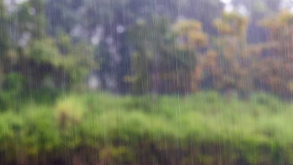 Tropikal ormanda sağanak yağmur