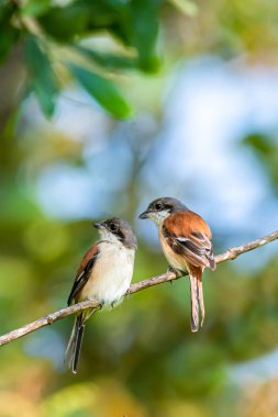 Two Burmese Shrike perching on a perch with soft morning sunligh clipart