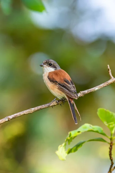 Birmaanse Shrike zittend op een zitstok met zacht ochtendzonlicht — Stockfoto