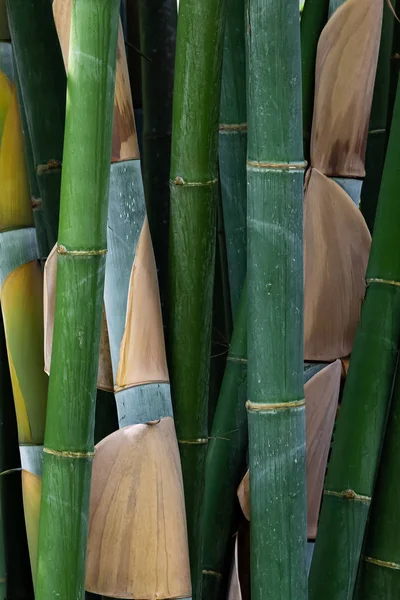 Primer plano del racimo de árboles de bambú verde fresco —  Fotos de Stock