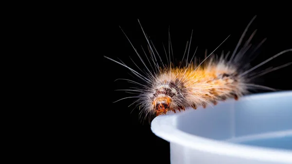 Motte Raupenkralle Klauen auf Plastikbecher isoliert auf schwarzem Hintergrund — Stockfoto