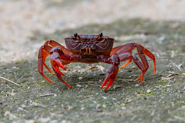 Close-up of Red Land Crab in alert pose when camera getting close to it — Stock Photo, Image