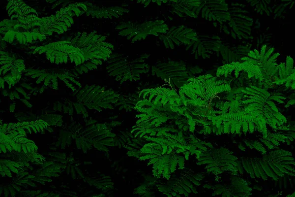 Natural bipinnate leaves texture in low light using for background — Stock Photo, Image