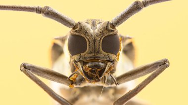 Batocera rufomaculata Longhorn böceğinin yakın görüntüsü.