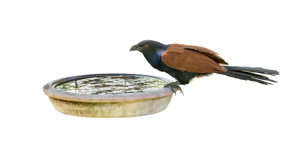 Große Coucal Thront Auf Tonschüssel Mit Wasser Isoliert Auf Weißem — Stockfoto