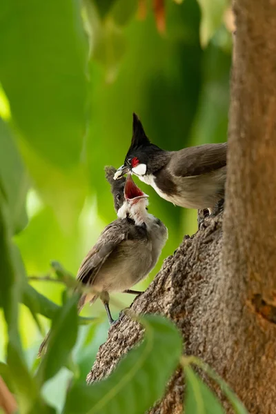 Red Whiskered Bulbul Alimentando Polluelo Árbol —  Fotos de Stock