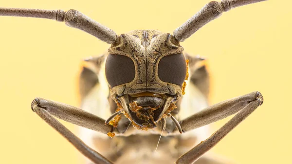 Rufomaculata Longhorn Beetle 근접촬영 — 스톡 사진