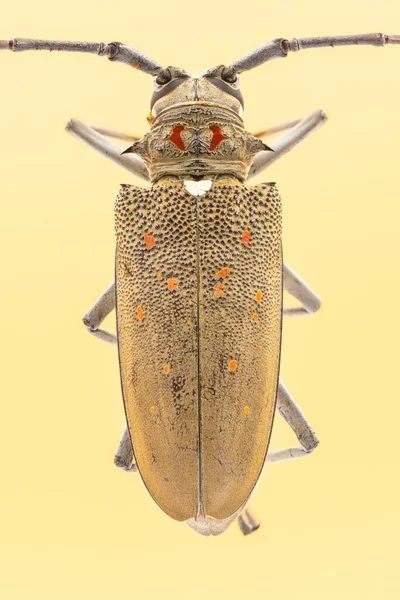 Close Vista Superior Besouro Batocera Rufomaculata Longhorn — Fotografia de Stock