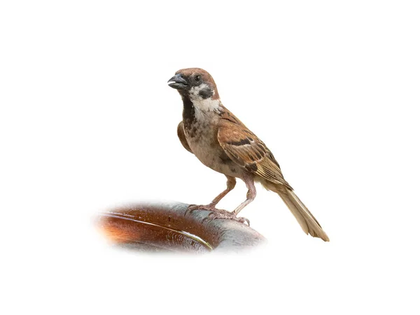 Eurasian Tree Sparrow Isolated White Background — Stock Photo, Image