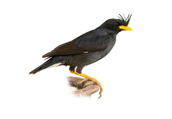 White Vented Myna Geïsoleerd Witte Achtergrond — Stockfoto