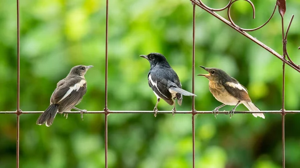 Macho Oriental Urraca Robin Con Dos Joven Polluelo —  Fotos de Stock