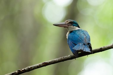 Mangrove Kingfisher bir mnagrove dalına tünemiş.