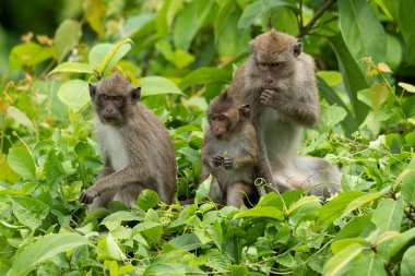 Yengeç yiyen dişi bir makak ve iki küçük çocuğu çalıların üzerinde oturup yaprak yiyorlar.