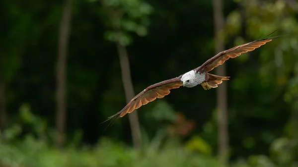 Brahminy Kiteグライディングで羽を完全に背景にぼやけた緑の木で広がる — ストック写真