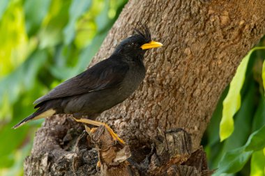 Beyaz havalandırmalı Myna, Longan ağaç dalına tünemiş.