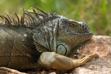 Yeşil Iguana 'nın bir kayanın üzerinde yatarken çekilmiş yakın plan fotoğrafı.