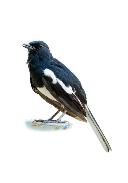 Man Oriental Magpie Robin Isolerad Vit Bakgrund — Stockfoto