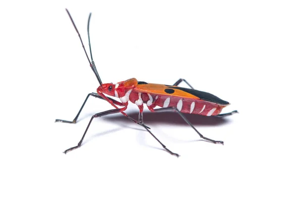 Lygaeidae Milkweed Bug Isolado Fundo Branco — Fotografia de Stock